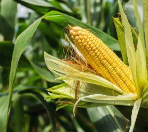 Bio-plastic made form corn starch