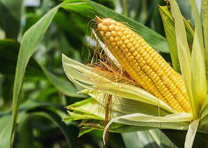 Bio-plastic made form corn starch