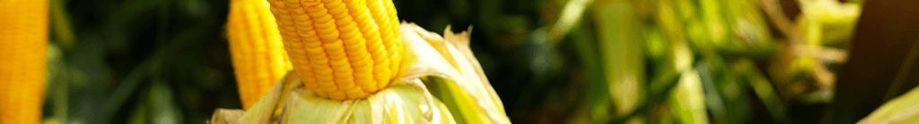 Corn for producing bags