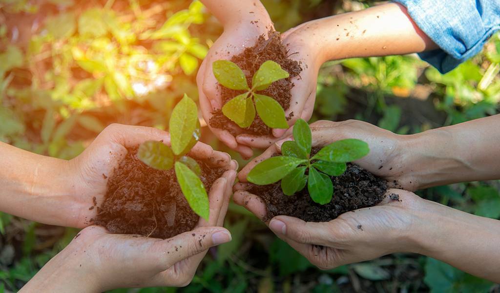 Plants with soil in hand