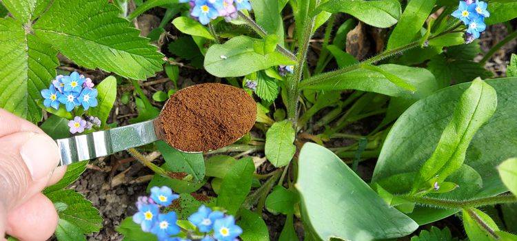 Der NaKu Gartentipp: Kaffeesatz als Dngemittel