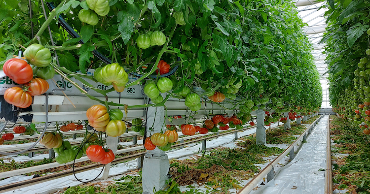 Gärtnerei Ganger - You can also find ox heart tomatoes fresh