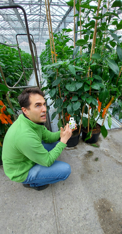 Gärtnerei Ganger - Daniel Ganger explains to us how natural pest control works