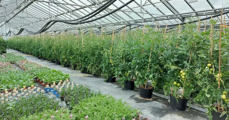 Eine Besonderheit der Gärtnerei Ganger – Paradeiser und Paprika werden auf Kundenbestellung  vorkultiviert und man kann diese dann gleich im eigenen Garten einpflanzen Gärtnerei Ganger - Eine Besonderheit der Gärtnerei Ganger – Paradeiser und Paprika werden auf Kundenbestellung vorkultiviert und man kann diese dann gleich im eigenen Garten einpflanzen