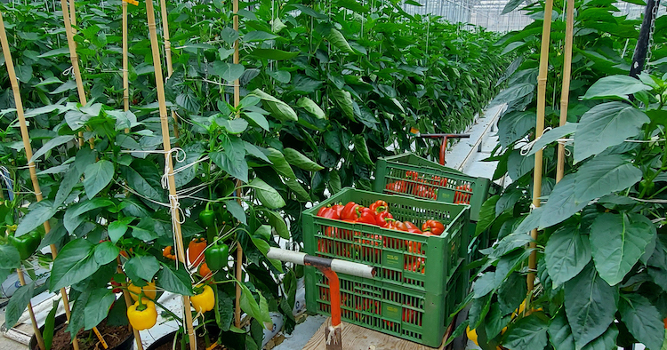 Gärtnerei Ganger - Freshly harvested, head straight for the Abhof shop