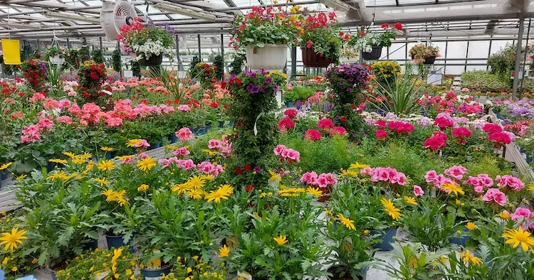 Im Lager-Glashaus “warten” weitere Pflanzen auf ihren großen Auftritt im Blumen- und  Pflanzenmarkt Gärtnerei Ganger - Für ein buntes Zuhause oder Büro bietet der Blumenmarkt eine reichliche Auswahl