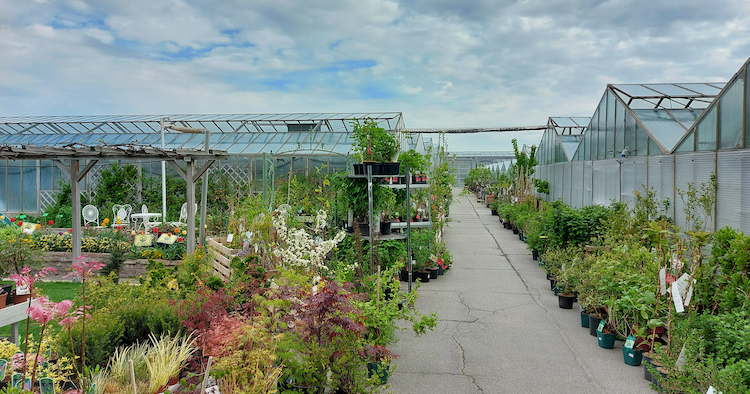 Gärtnerei Ganger - Gleich beim Eingang – eine Vielzahl an Pflanzen für euer Zuhause