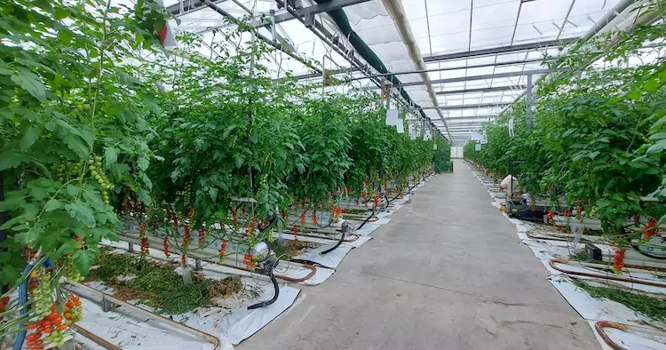 Die Gärtnerei Ganger - 78 Paradeisersorten bieten für jeden Geschmack etwas Gärtnerei Ganger - 78 Paradeisersorten bieten für jeden Geschmack etwas