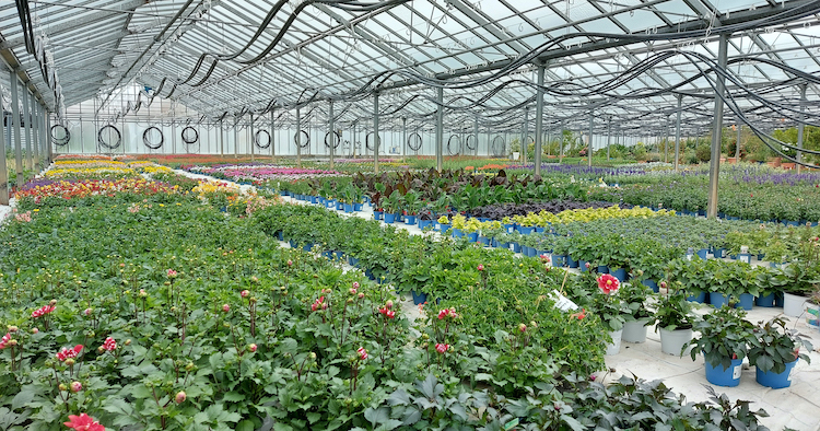 Gärtnerei Ganger - In the storage glass house, more plants are "waiting" for their big appearance in the flower and plant market