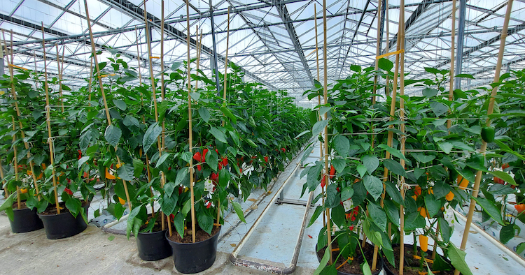 Gärtnerei Ganger - Around 28 different types of peppers are grown in this greenhouse