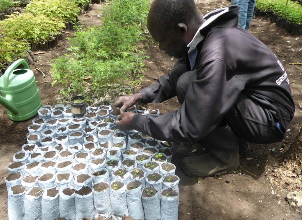 NaKu organic planting bag made from bioplastics for the reforestation project in Kenya