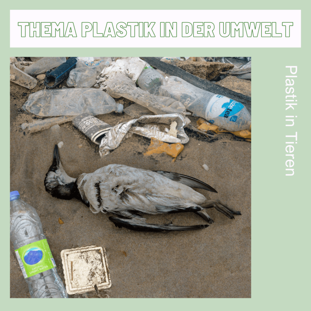 Plastic in animals