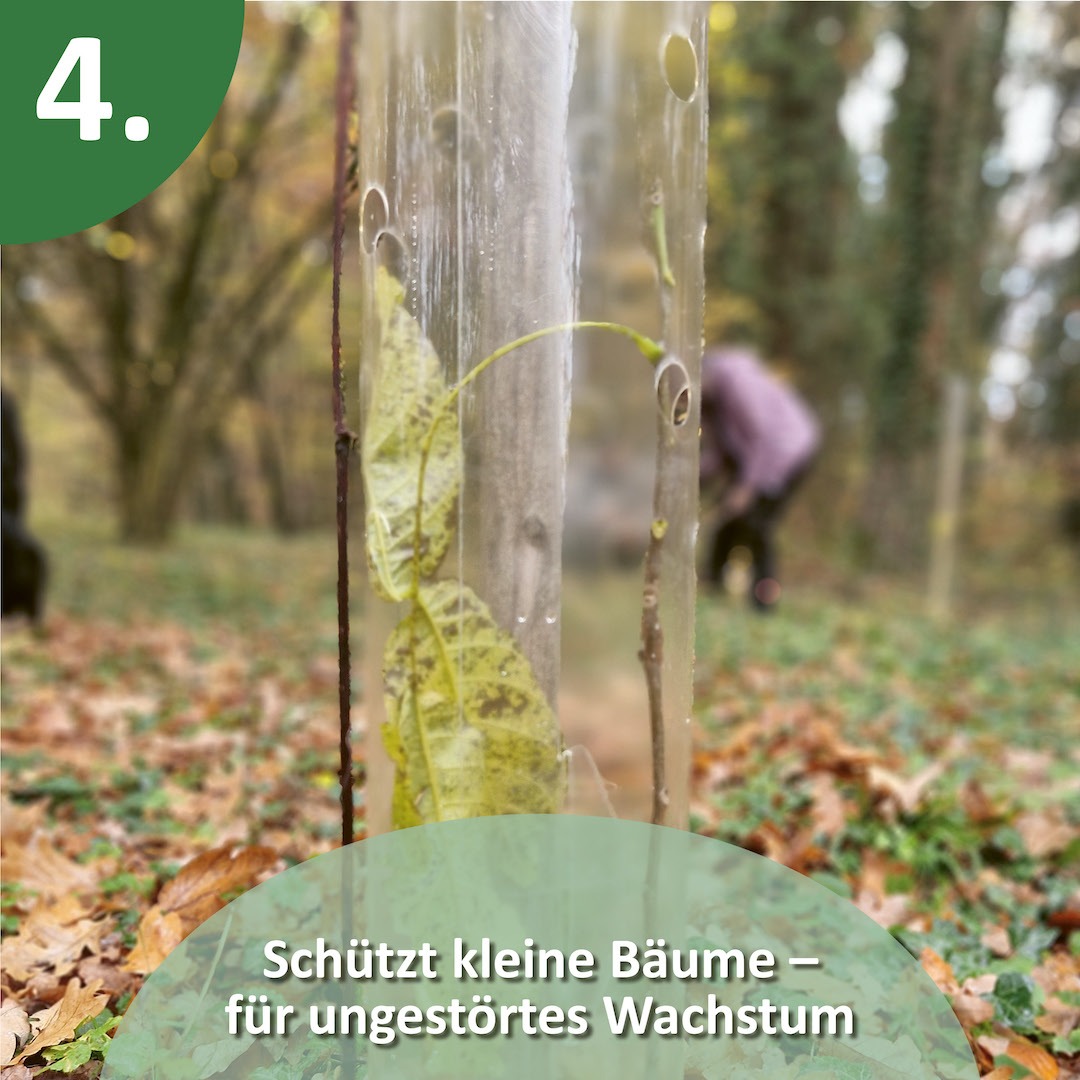 Biologisch abbaubare Baumschutzhülle aus Biokunststoff lichtdurchlässig